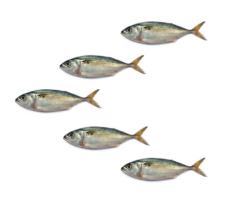 Fresh mackerel fish isolated on the white background の写真素材