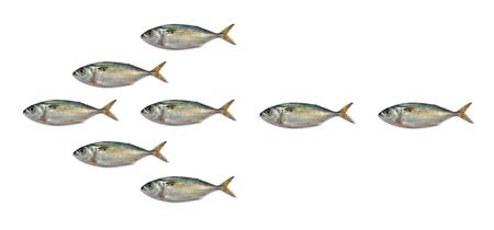 Arrowhead mackerel fish isolated on the white background の写真素材