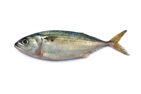 Fresh mackerel fish isolated on the white background の写真素材