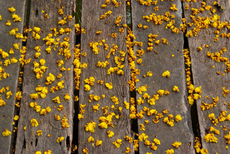 Autumn Yellow flowers fell on the wooden walkway の写真素材