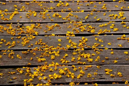 Autumn Yellow flowers fell on the wooden walkway の写真素材