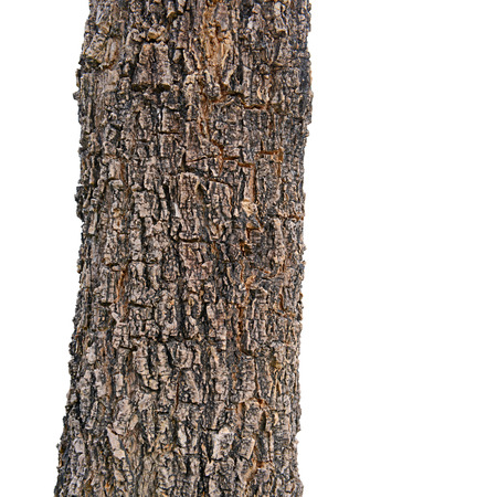 Close up texture of fracture on the tree bark (isolated on a white background) の写真素材