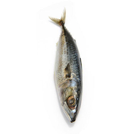 Closeup of Fresh fish Mackerel, tuna, saba, on a white backgroundの写真素材