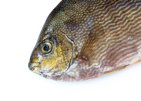 Close up Java rabbitfish, Bluespotted spinefish or Streaked spinefoot fish on a white backgroundの写真素材