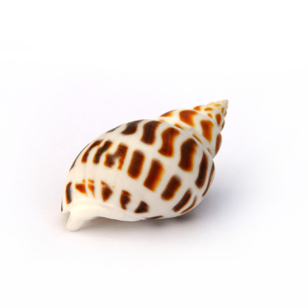 spotted babylon isolated on white backgroundの写真素材