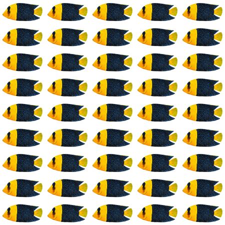 Acrylic painting Bicolor Angelfish pattern isolated on white background
