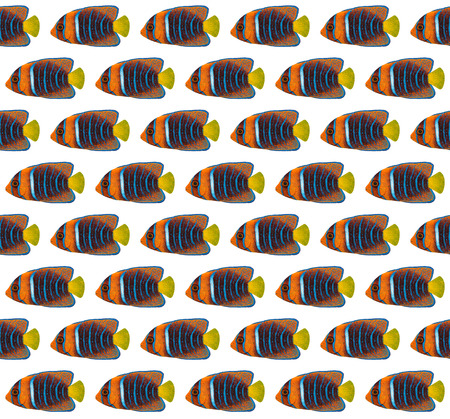 Acrylic painting Passer Angelfish pattern isolated on white backgroundの写真素材