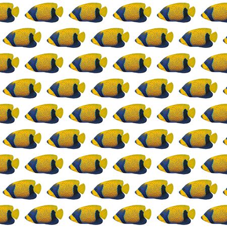 Acrylic painting Blue-girdled Angelfish pattern isolated on white backgroundの写真素材