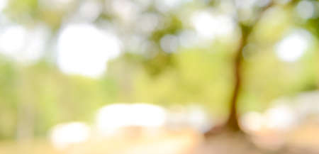 Shiny sunlight natural green leaves bokeh, abstract blur background