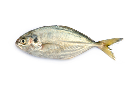 Yellow Tail Scad fish, Decapterus fish, on white background