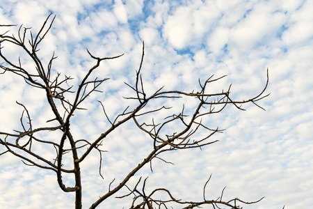 Dry trees and blue sky with white fluffy cloudsの写真素材