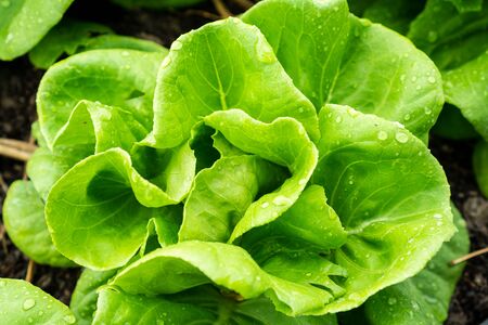 Fresh hydroponic vegetable , close up.