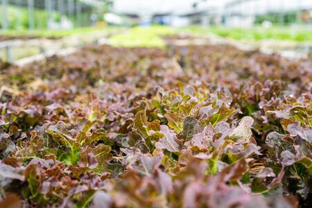 Fresh hydroponic vegetable , close up.の写真素材