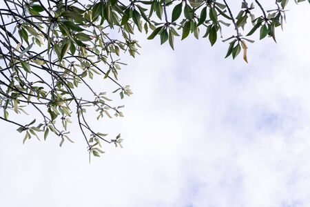 Green branch leaves, Cloudy sky background.