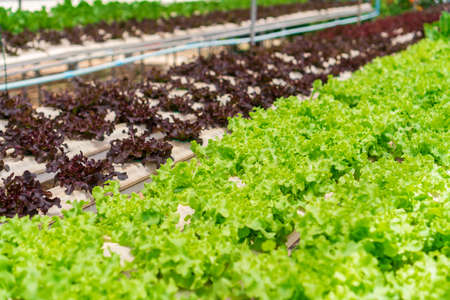 Organic hydroponic vegetable cultivation farm. Agriculture and food concept.