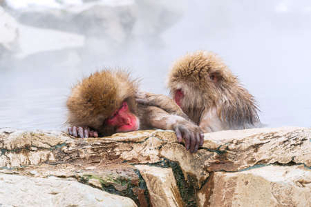 Japanese snow monkey (Macaque) relaxes in the hot spring in winter at snow monkey park.