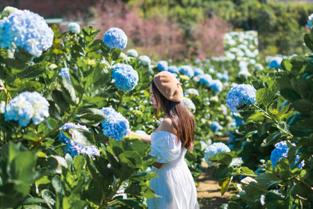 Young Asian woman traveler enjoying and walking in a hydrangea garden in Dalat, Vietnam, Travel...