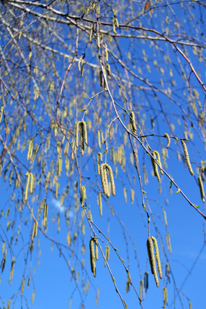 a tree, a flowering birch against the skyの写真素材