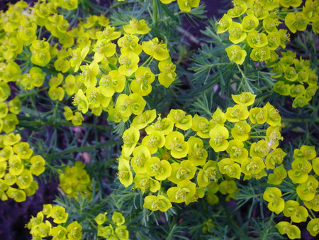 euphorbia, for creating background and textureの写真素材