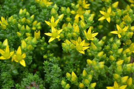 stonecrop, for creating background and textureの写真素材