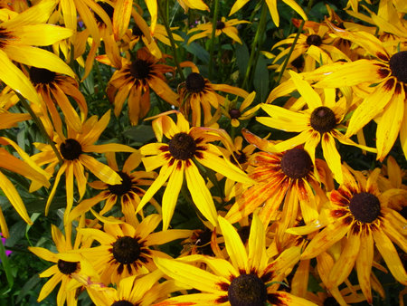 rudbeckia, for creating background and textureの写真素材