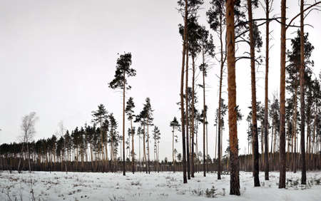 pines in the winter snow-covered forestの写真素材