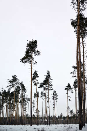pines in the winter snow-covered forestの写真素材