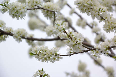 plum blossom, for creating background and texture
