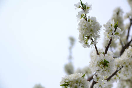 plum blossom, for creating background and textureの写真素材