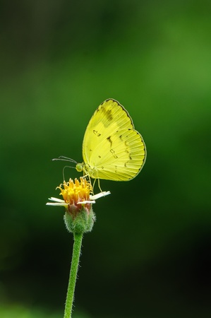 Grass Yellow Butterflyの写真素材