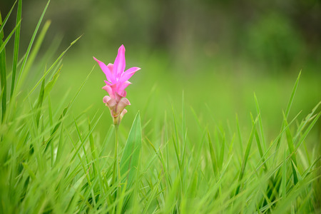 pink flower in the grassの写真素材