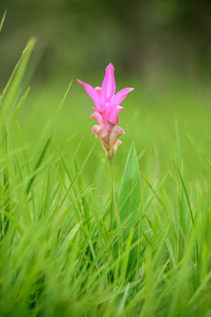 pink flower in the grassの写真素材