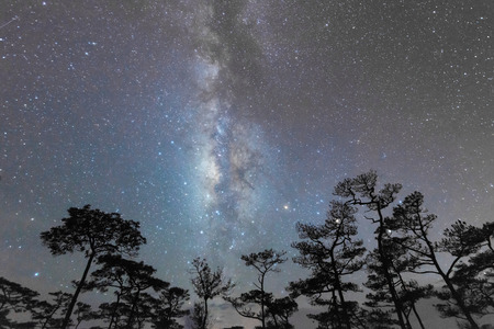 night sky scene in forest with milky wayの写真素材