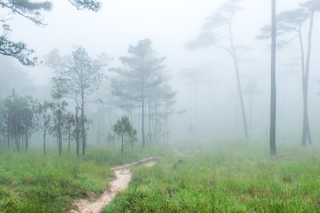 Path through the forest in the early spring during rainfall.の写真素材