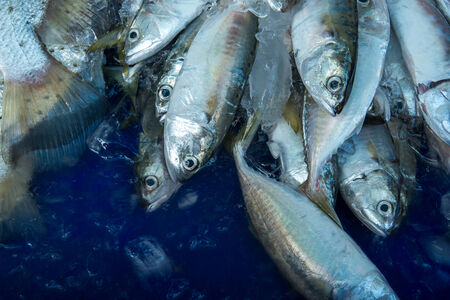 A pile of beautiful small fishes on a counterのeditorial素材