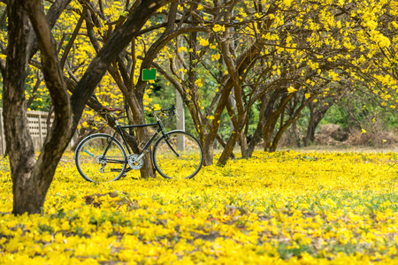 black bicycle  at the flower fields in the thailandの写真素材