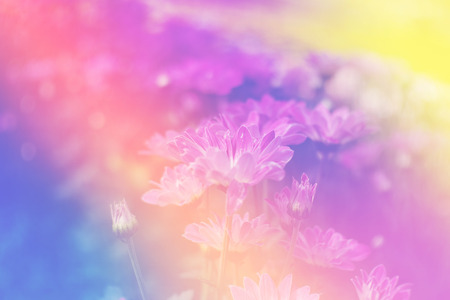 Closeup colorful vibrant chrysanthemum in gardenの写真素材