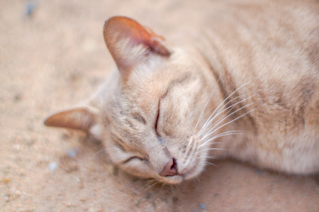 Closeup brown-eyed cat sleeping on the floor at homeの写真素材
