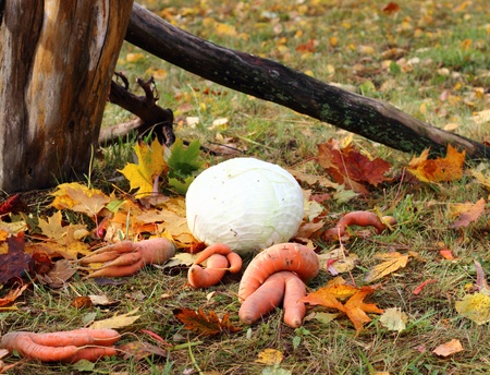 Autumn harvest - organic vegetables on the grass の写真素材