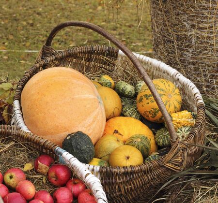 Autumn harvest in various sizes and colors pumpkins put large basketの写真素材