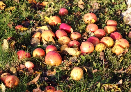This is a ripe red apples left on the grass