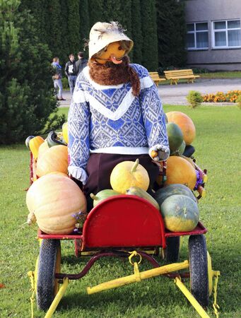 Scarecrow pumpkin chariot loaded varying size pumpkinの写真素材