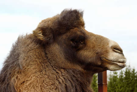 Camel portrait close up on the farm paddockの写真素材