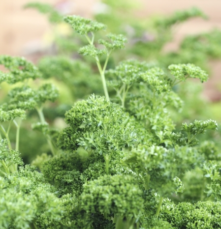 It is ecologicall grown fresh curly parsley close upの写真素材