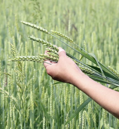  ears wheat in woman hand close-up a background of wheat fieldの写真素材
