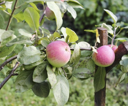 Beautiful ripe apples on apple tree branchの写真素材