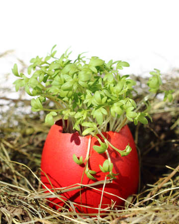 Garden cress in an easter egg shell 