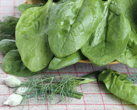 Fresh spinach leaves in a wicker basket with vegetablesの写真素材