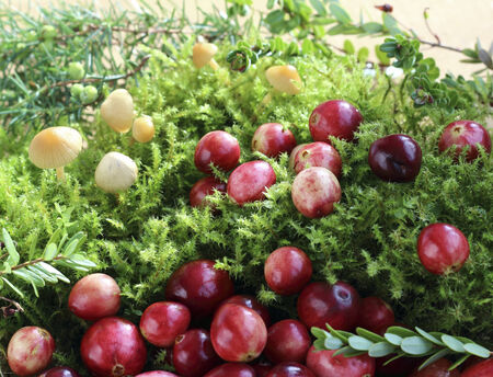 Close up fresh red cranberries on mossの写真素材