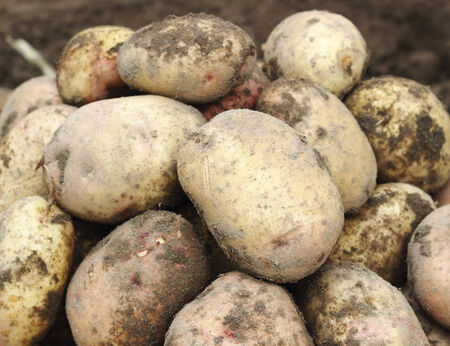 Pile of freshly harvested organic potatoesの写真素材